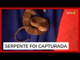 Moradora encontra cobra pendurada em varal ao recolher roupas em SC