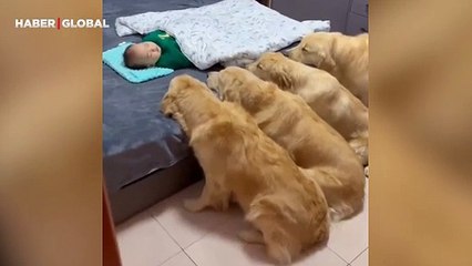 Dakikalarca bebeğin uyumasını bekleyen köpekler güldürdü