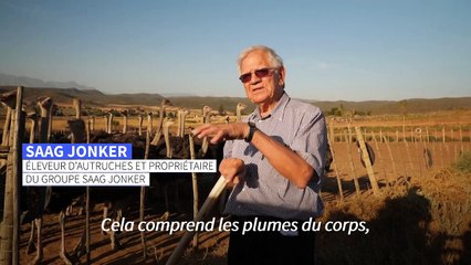 Afrique du Sud: la "capitale de l'autruche" n'a pas perdu son plumage