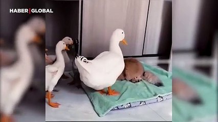 Ördek dostu kedinin yatağını paylaştığı anlar yürek ısıttı