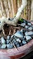 Bunsai Amazing Part 2