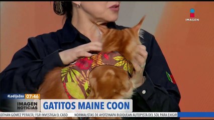 Download Video: Gatitos Maine Coon: Lo que debes saber antes de adoptar uno