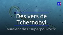 Des vers de Tchernobyl auraient des 