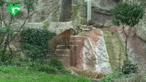 Kala, cria de tigre da Sumatra, Roma