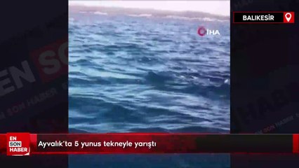 Ayvalık’ta 5 yunus tekneyle yarıştı