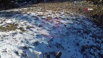 Yaban keçilerini kovalayan vaşak fotokapana takıldı