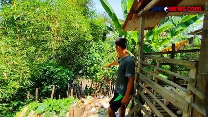 Sungai Bengawan Solo Banjir, Tiba-Tiba Muncul Buaya Dekat Kandang Ternak Warga