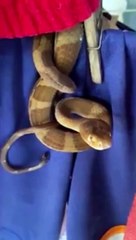 VÍDEO: Moradora encontra cobra no varal de casa e leva susto; assista