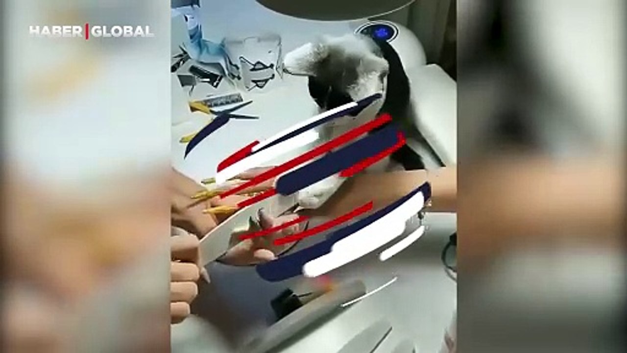 Manikürcü kedinin bakımı güldürdü: "Sen bırak ben yaparım"