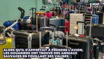 Il tente de prendre l’avion à l'aéroport de Bangkok avec plusieurs animaux sauvages dans ses bagages, voici ce qu’il se passe