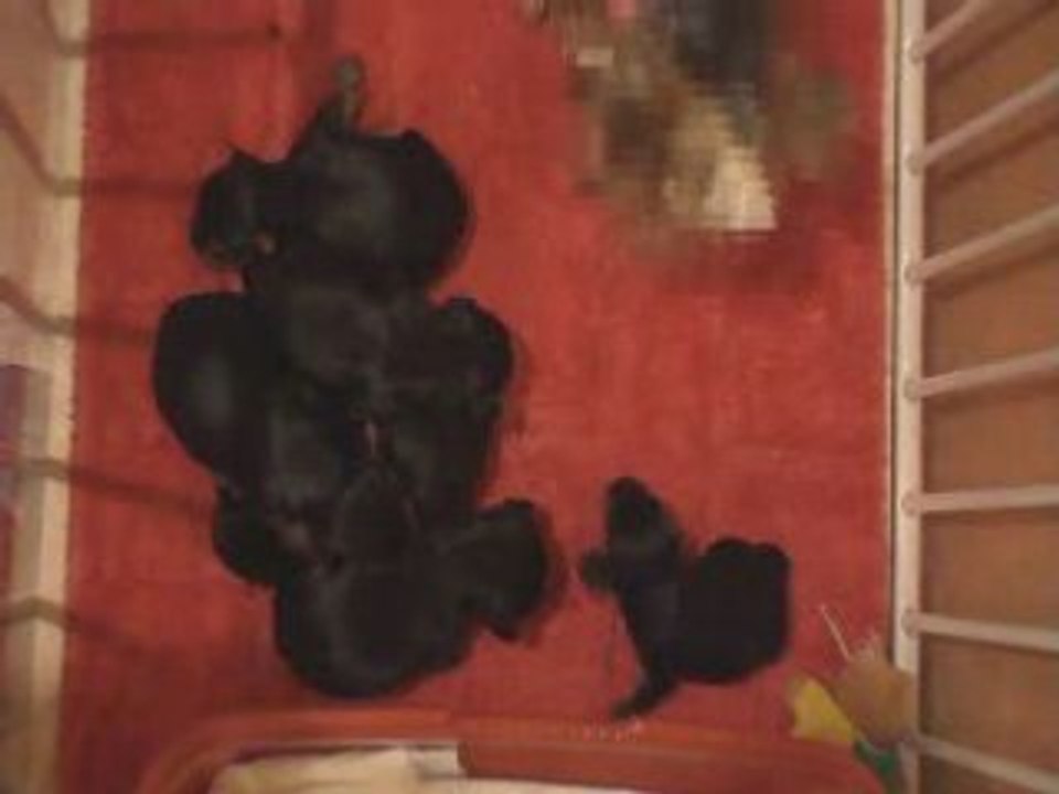 Video_2 chiots