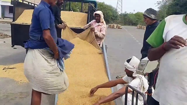 फसल पकने में अभी समय शेष, गेहूं की एमएसपी खरीद का नहीं हुआ श्रीगणेश