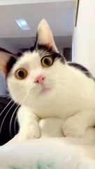 Hilarious Cat Videos 🐱 | Try Not to Laugh!