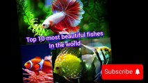 Top 10 most beautiful fishes for aquarium