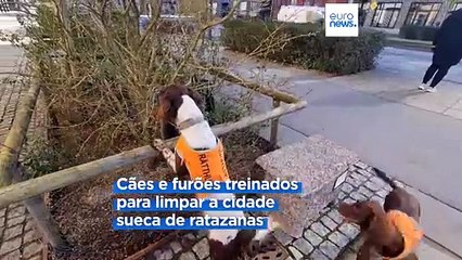 Malmö declara guerra às ratazanas antes da Eurovisão