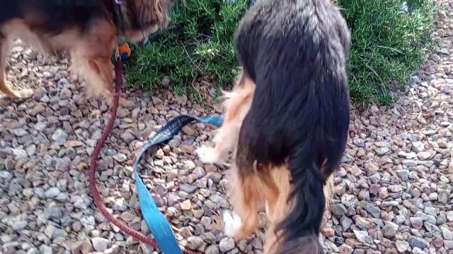 Ozzyta Villanova; Ozzyta barked at smell of passing doggie because she couldn't see it .. curious VID_20240305_160704651