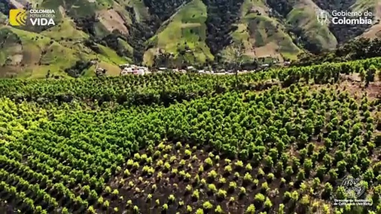 Argelia (Cauca) quiere dejar la coca (DSCI)