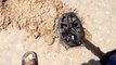 Incredible metal detector helps man unearth a ring buried 2 feet under beach sand