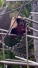 Orangutans Shelter From Rainstorm