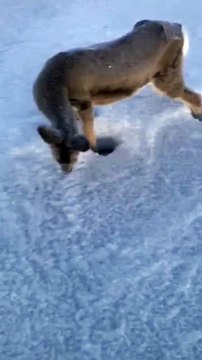 Ce chasseur tombe sur une biche complètement gelée