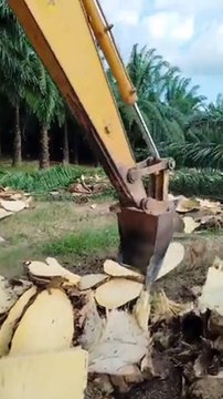Comment faire des chips de bois d'arbre...