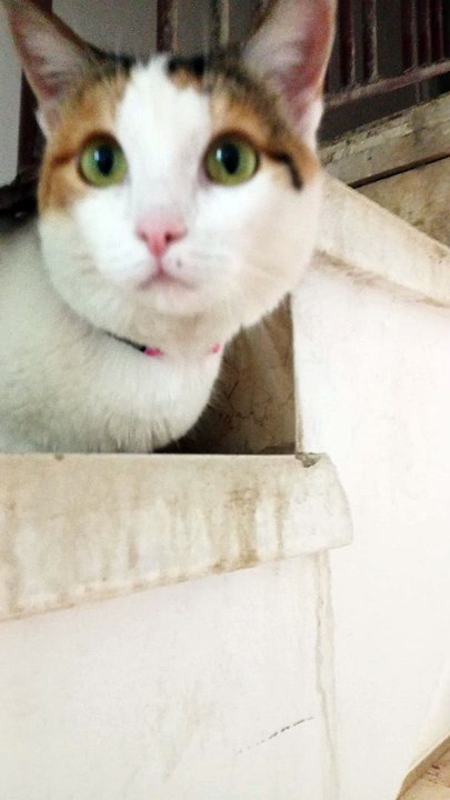 Kedi