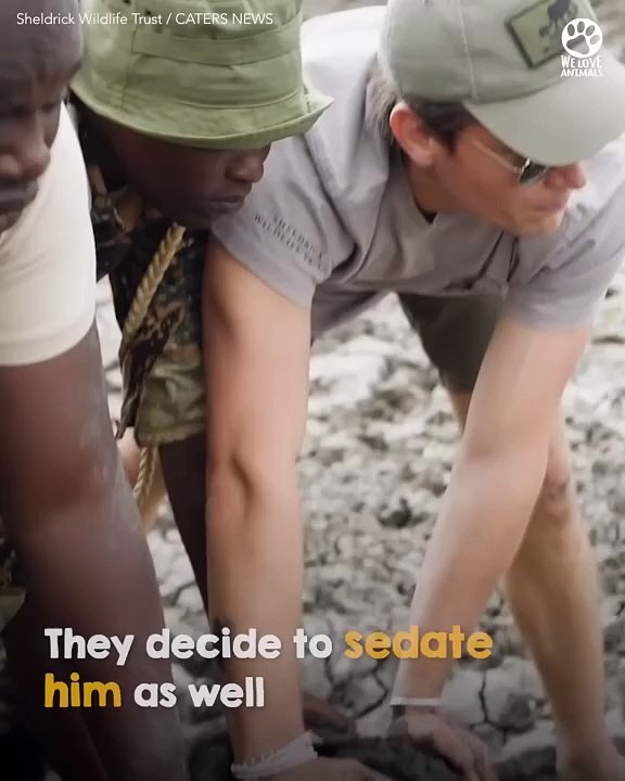Baby elephant refuses to leave his mom’s side until they’re both free from muddy prison