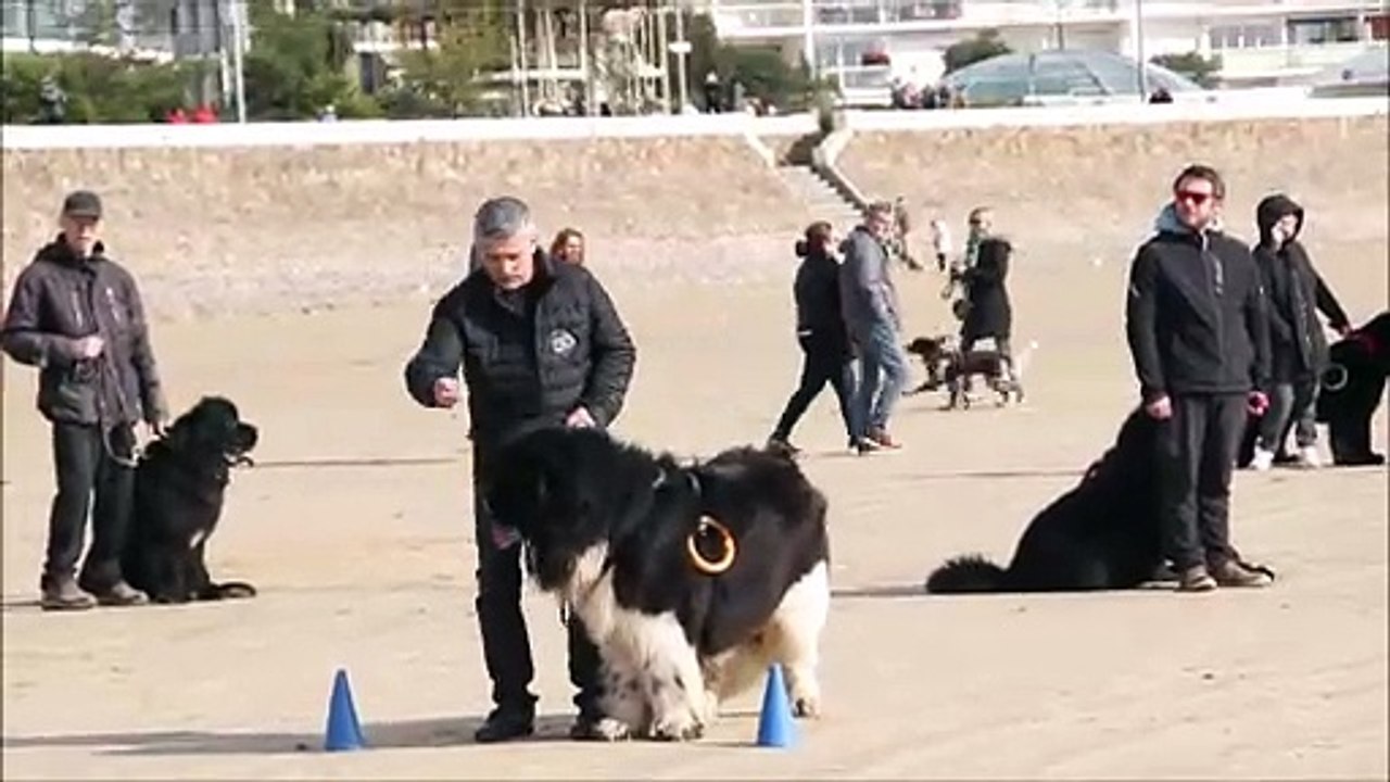 ACSE (Association de Chiens Sportifs à l' Eau) : Entraînement au sol aux Sables D'Olonne, 10/03/2023
