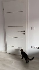 Cat Learns How to Open Door