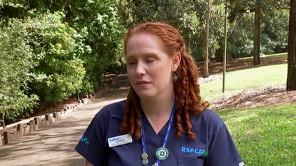 Thousands of birds have been hospitalised this year