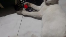 Bambie