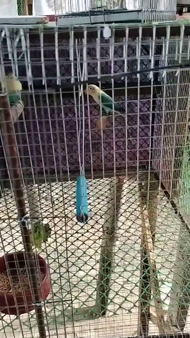 ⁣bird pets