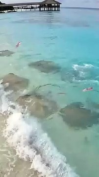 Nourrir les requins aux Maldives