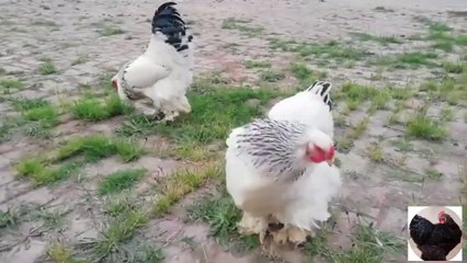 COlumbian Light Brahma