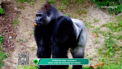 Podemos estar vivendo a sexta onda de extinção em massa