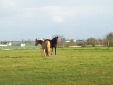 Pilou galion trot bisous