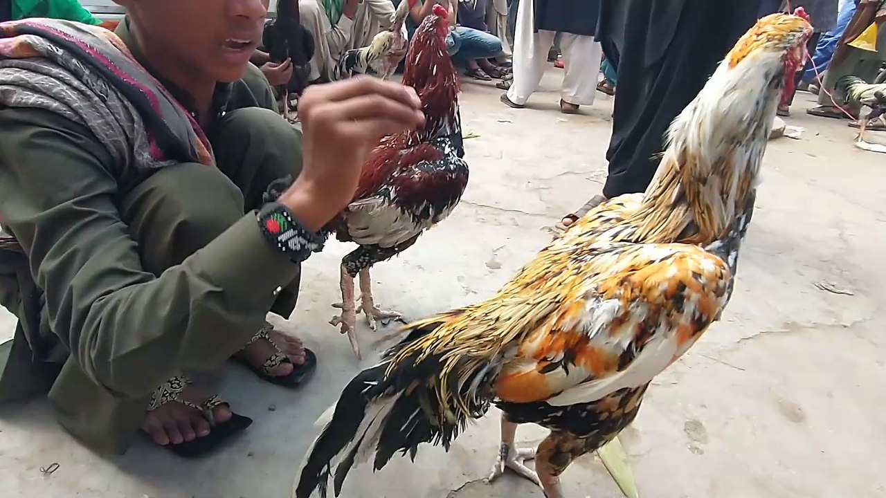 Lalukhet Birds Market latest update of Aseel hen and rooster price 10 march 2024
