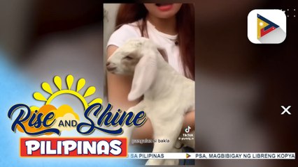 Adorable goat na si Leni, kilalanin!