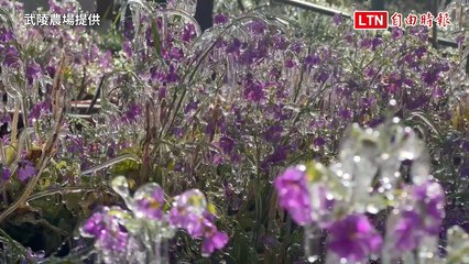 武陵農場3月冰封奇景：冰晶宮與冰封花海重現❄️