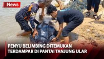 Penyu Belimbing Berbobot Ratusan Kilogram Terdampar di Pantai Tanjung Ular Bangka Barat