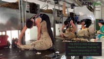Australian Merino Production Trial first shearing