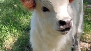 Calf Sound | Animals Sound | Buffalo Baby Sound | Animals Satisfying Videos | Cute Animals Babies #animals #pets #fun #love #cute #beautiful #funny