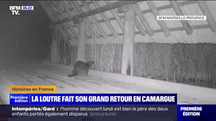 Les loutres sont de retour en Camargue