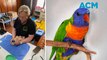 Rainbow lorikeets struck down in the thousands with strange paralytic disease