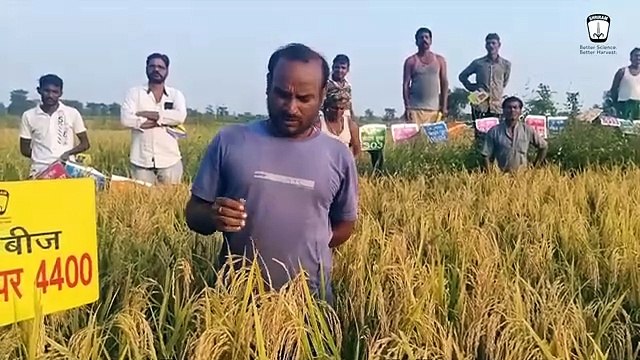 Shriram Super 4400 Rice Seeds - Better Yields, Resilient Against Diseases, Bountiful Grains