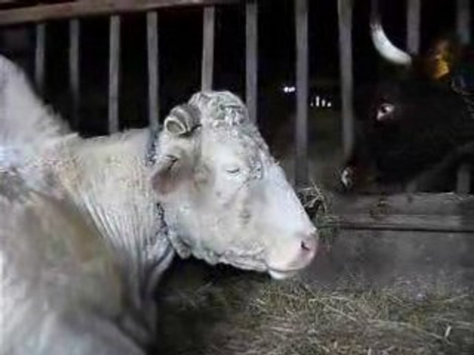 Une vache qui rumine