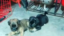 my puppies