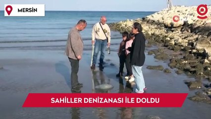 Mersin'de sahiller denizanası ile doldu