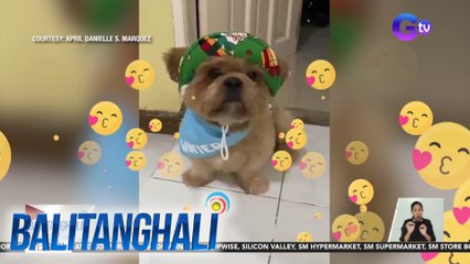 TRENDING: Asong patalikod kung umakyat ng hagdan, kinagigiliwan ng netizens | BT
