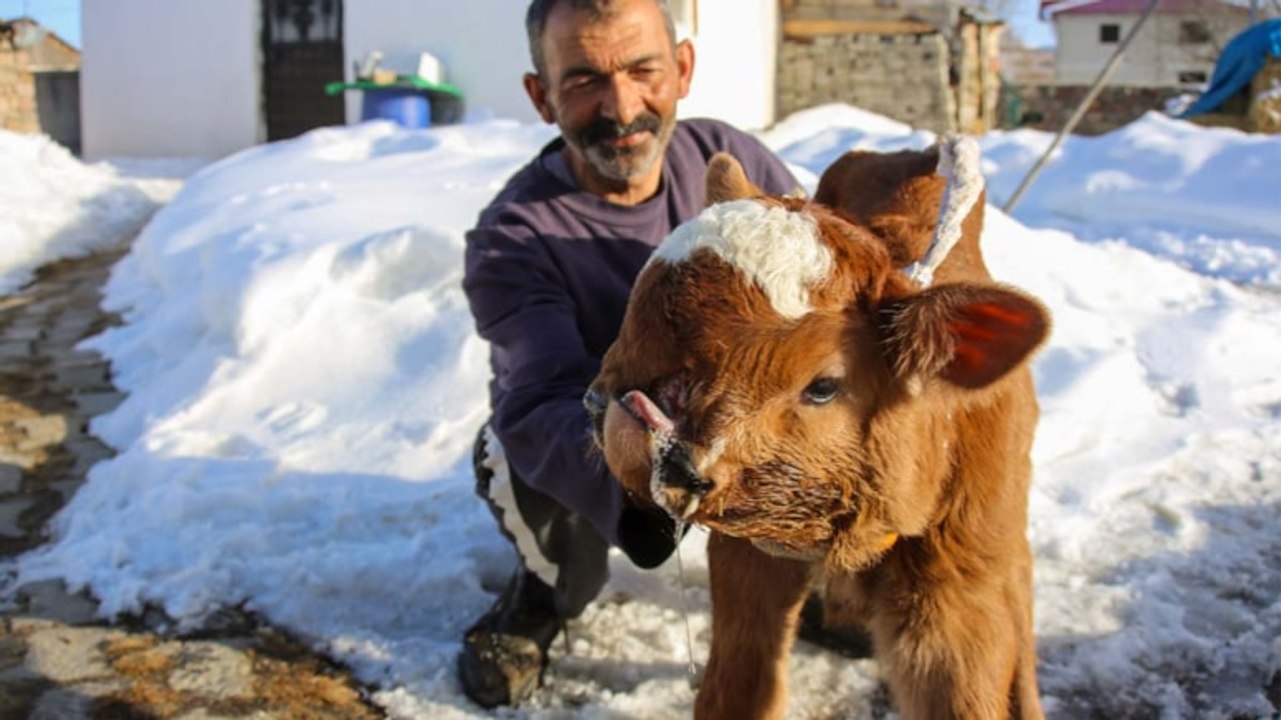 Burun ve dudağı eksik doğan buzağıya gözü gibi bakıyor
